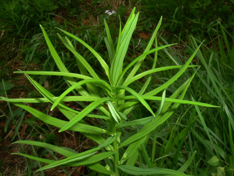Polygonatum verticillatum / Sigillo di Salomone verticillato